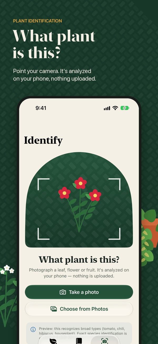 What plant is this? Identify plants with your camera, analyzed on your phone